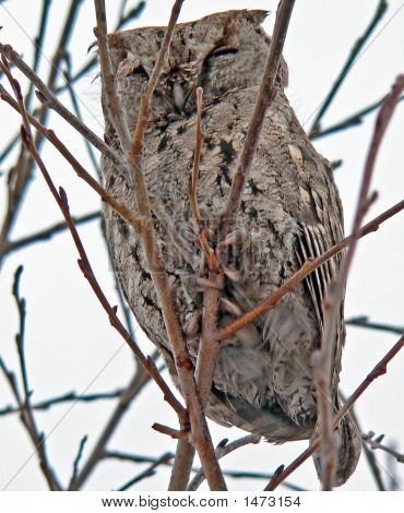 올빼미 (Callard Scops 올빼미) (Otus Bakkamoena) 2