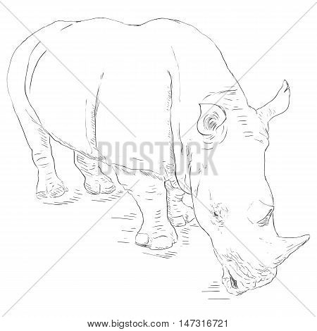 Vector Single Sketch Rhinoceros