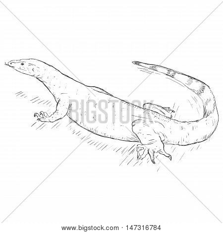 Vector Sketch Monitor Lizard
