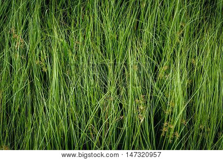 Cocograss Close Up Beautiful Green Nut Grass Pattern From Garden
