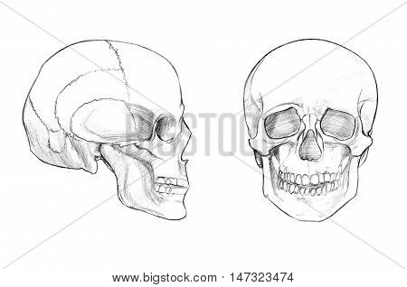 Hand drawn medical illustration drawing with imitation of lithography: Skull (face and profile)