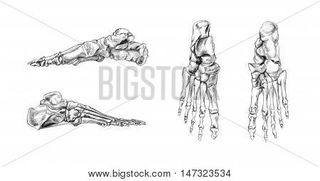 Hand drawn medical illustration drawing with imitation of lithography: Bones of foot