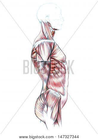 Hand drawn medical illustration drawing with imitation of lithography: Muscles of back, shoulders, chest, abdomen and buttocks