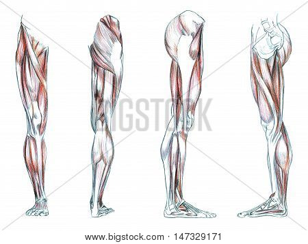 Hand drawn medical illustration drawing with imitation of lithography: Muscles of leg