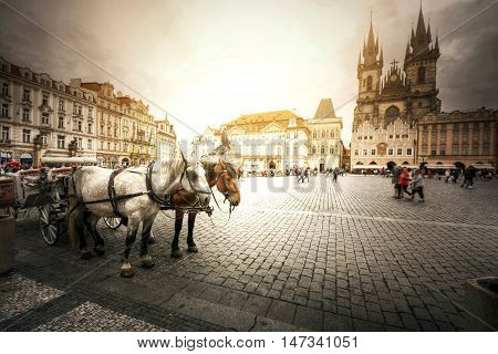 Team of horses in Old Town with Tyn Church Prague.