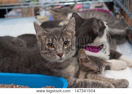 Homeless kittens in a cage at the shelter. Pets