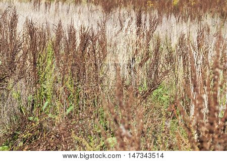 full frame shot showing some sere vegetation in sunny ambiance
