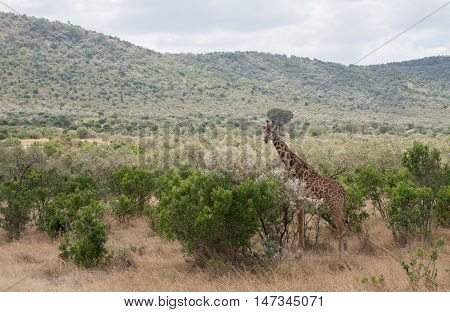 Giraffes in the wilderness of masai mara Kenya