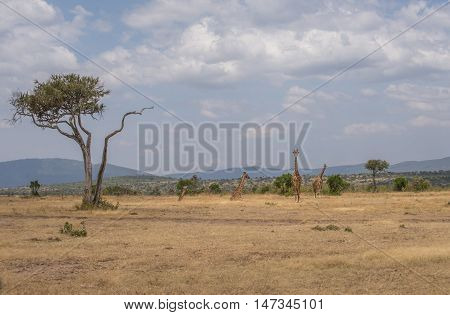 Giraffes in the Wilderness of Masai mara Kenia