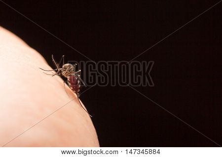 Aedes Aegypti Mosquito. Close Up A Mosquito Sucking Human Blood