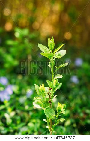 Close-Up Of Single Small Vernal Sprig With Green Leaves Of Future Fruit Tree Growing In Sunny Spring Summer Garden
