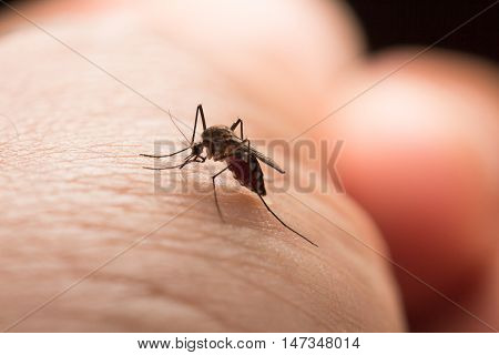 Aedes Aegypti Mosquito. Close Up A Mosquito Sucking Human Blood