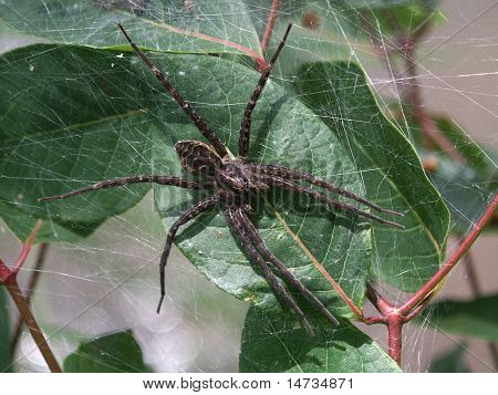 Tmavě rybolov pavouk (Dolomedes tenebrosus)