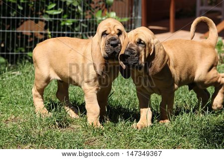 Nice Bloodhound Puppies