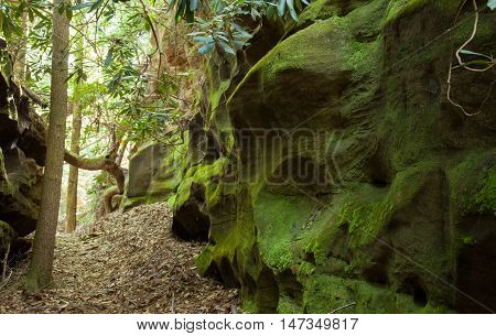 Moss covered rocks on an Appalachian trail.
