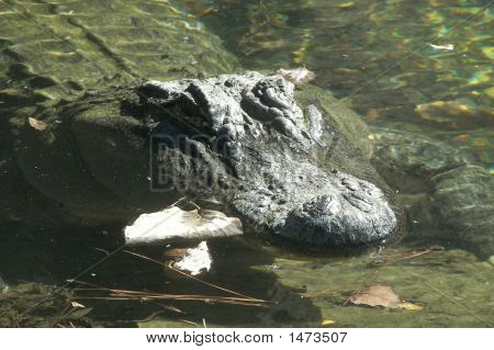 Cocodrilo reptil Texas