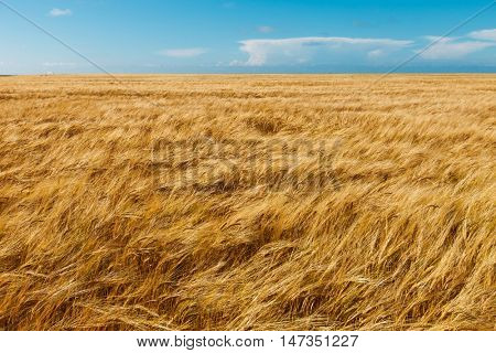 golden wheat field and blue sky
