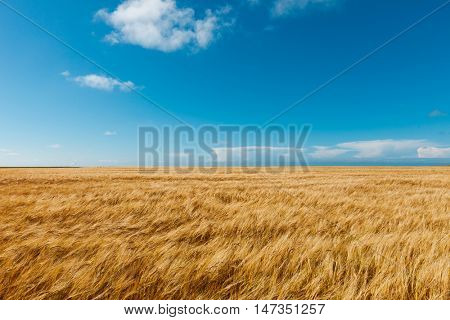 golden wheat field and blue sky