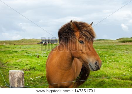 Free horse in the meadow