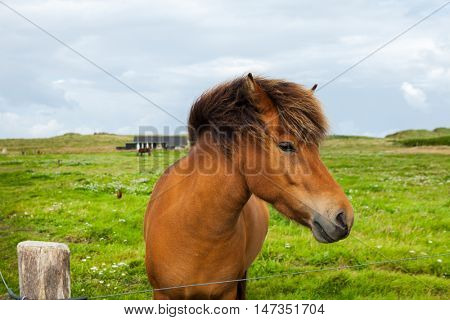 Free horse in the meadow