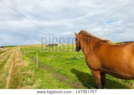 Free horse in the meadow