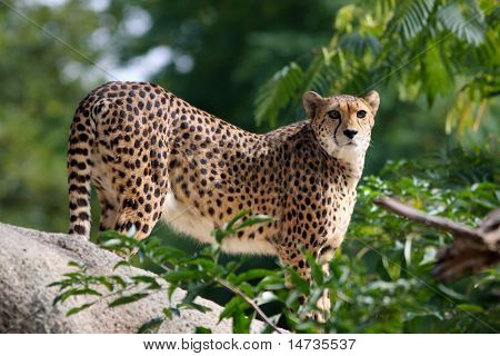 primo piano di un bellissimo ghepardo (Acinonyx jubatus)