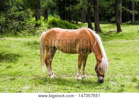 The Haflinger a breed of horse developed in the South Tyrol region