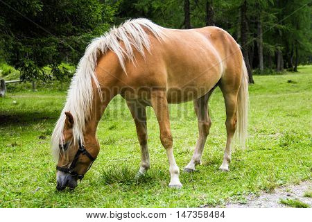 The Haflinger a breed of horse developed in the South Tyrol region