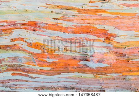 Colorful abstract pattern texture of Eucalyptus tree bark