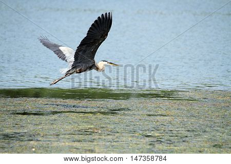 A Blue Heron flying over the lake