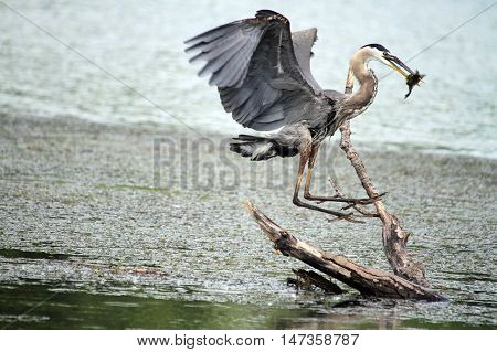 Blue Heron landing after catching a fish