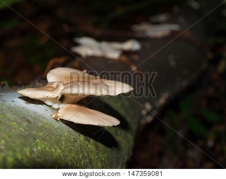 Mushrooms grew on the damp mossy fallen tree trunk