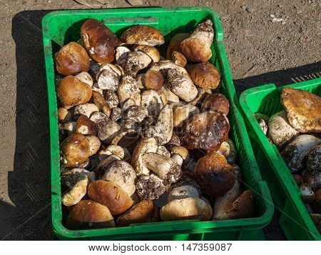 Collection of white mushrooms in the Carpathian mountains raised by the local population on an industrial basis