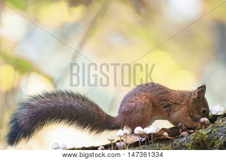 red fluffy squirrel walking in the woods and collecting mushrooms and nuts
