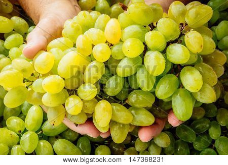 bunches of ripe grapes lie in the hands of a man against the backdrop of the harvest