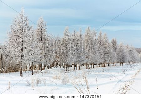 scenic winter landscape. view trees with snow