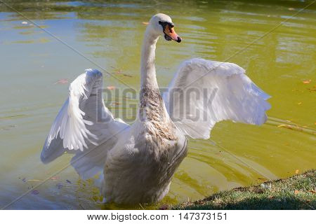 Beautiful white swan spread its wings. Birds