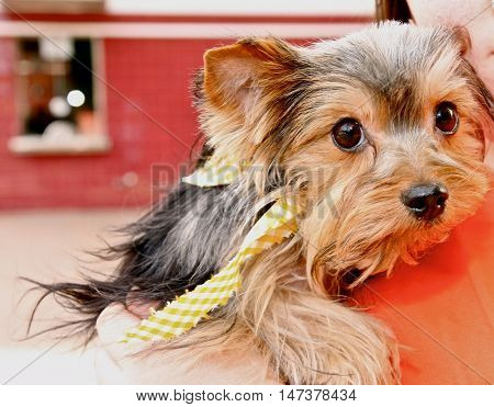 Close-up of beautiful terrier face with yellow bandana