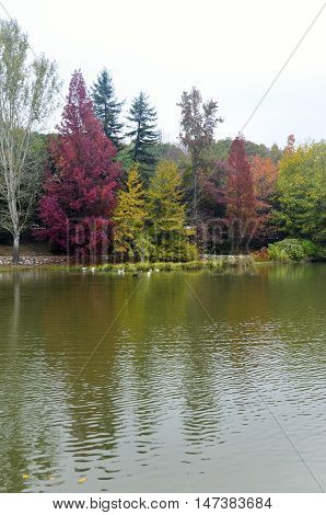 Autumn trees around lake. Fall trees reflected in lake. Autumnal scene with yellow orange and red leaves on trees.