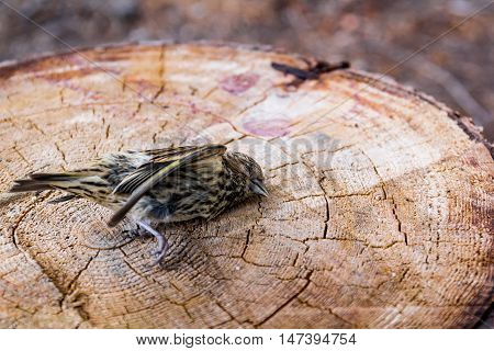 Photo of dead sparrow bird on stump