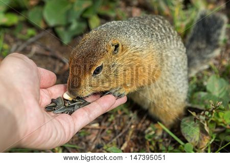 Arctic ground squirrel eats seeds from the human hands. Kamchatka.