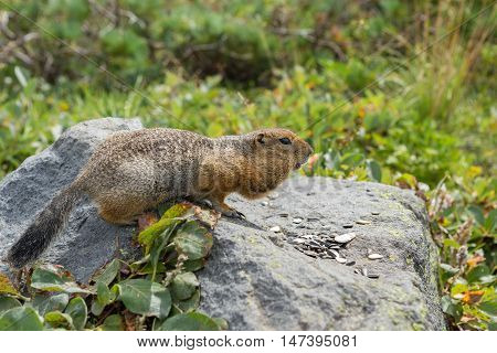 Arctic ground squirrel eating seeds on the rock. Kamchatka.