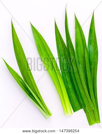 Pandan Leaves 's Herbal Ingredient For Dessert ,tea And Aromatherapy. Sweet And Earthy Aroma .