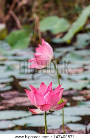 The Lotus flower blooming beautiful in pond