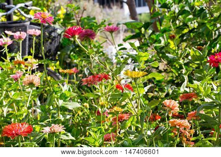 Floral postcard for your design photo for you