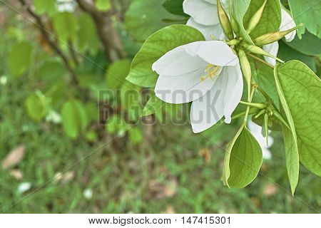 White flower, Snowy Orchid Tree, in the green garden.