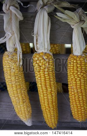 Cobs Of Corn Drying In The Open Air. Connected With Each Other Glumes. Crops Harvested From The Infi