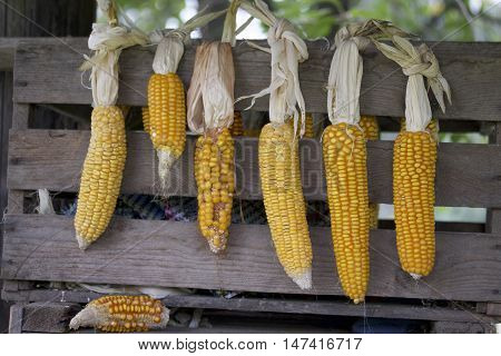 Cobs Of Corn Drying In The Open Air. Connected With Each Other Glumes. Crops Harvested From The Infi