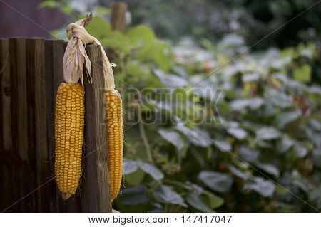 Cobs Of Corn Drying In The Open Air. Connected With Each Other Glumes. Crops Harvested From The Infi
