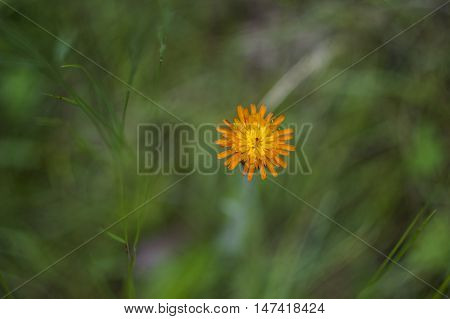 close-up single orange blossoming hawkweed at the meadow